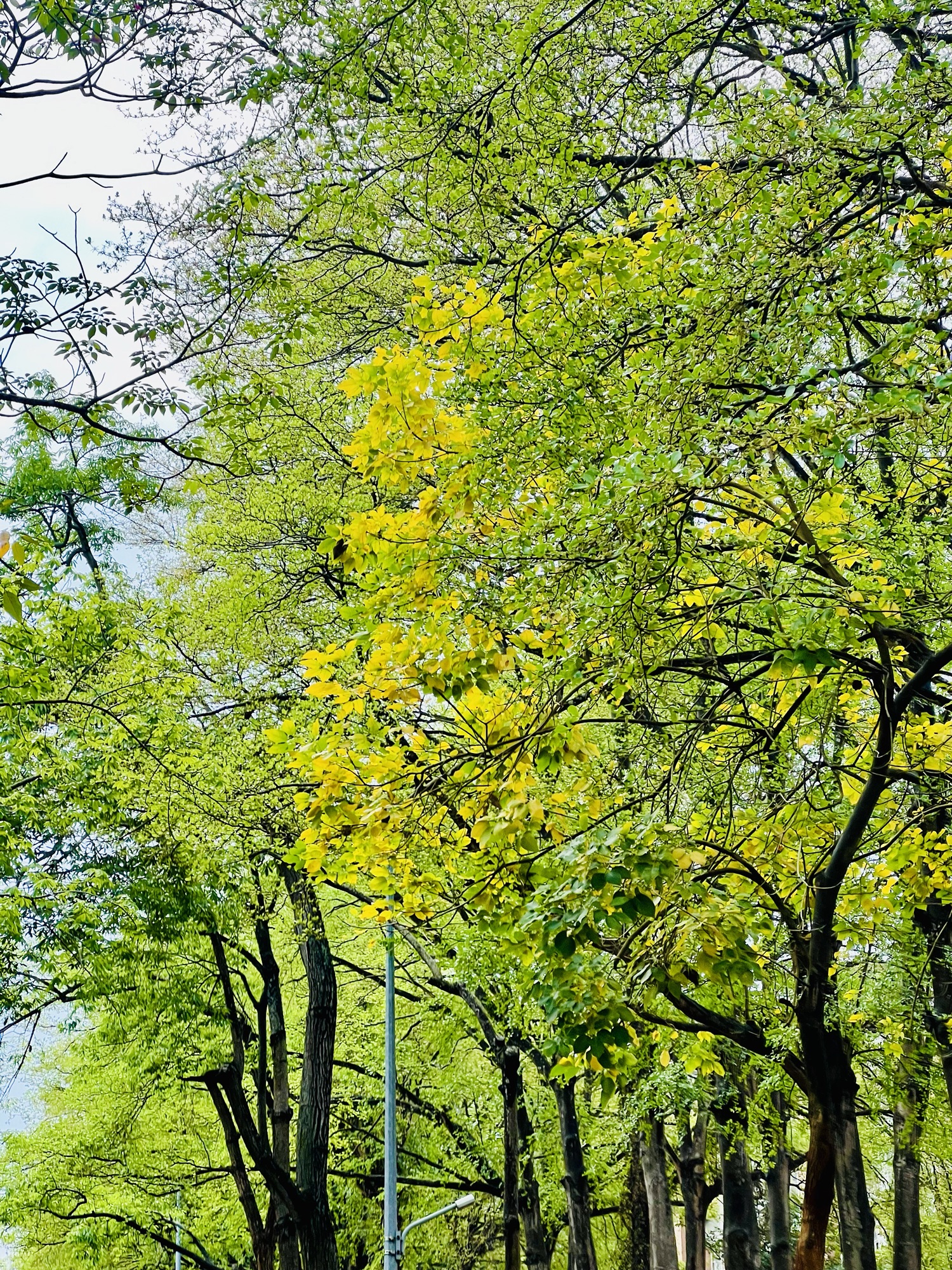 絳紅的泥水 10/25 #865