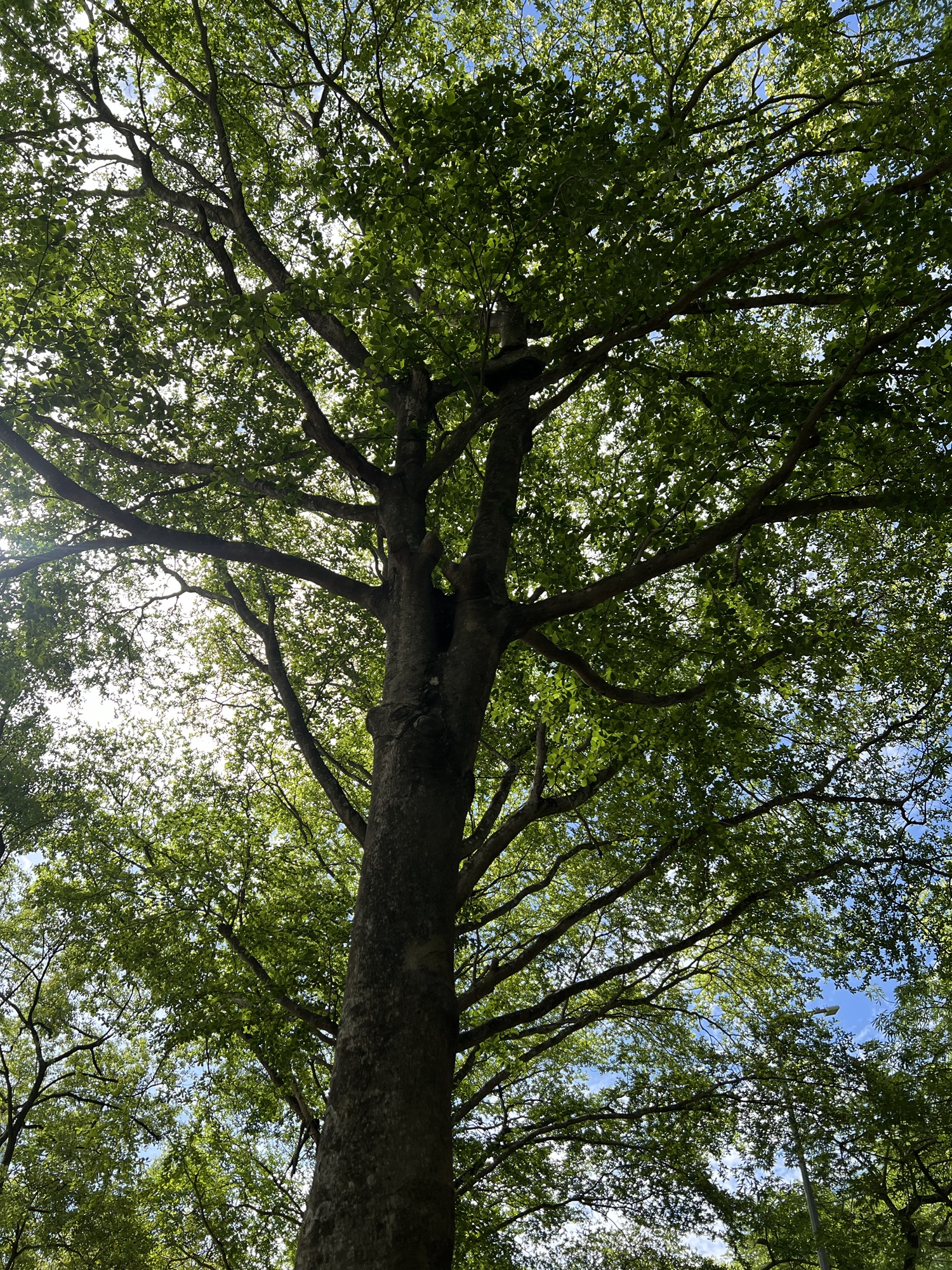 紅緞虎頭鞋 21/25 #934