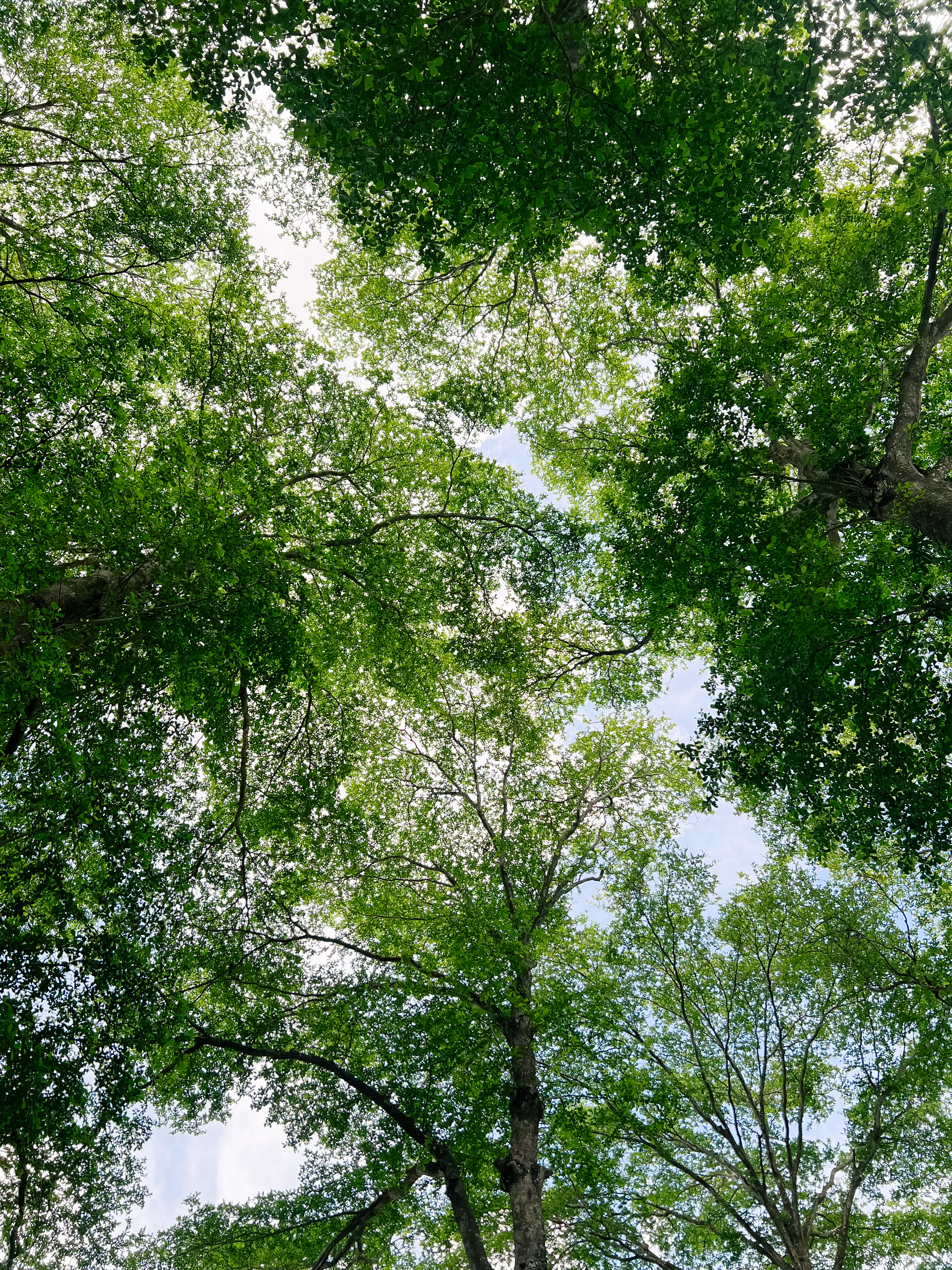 墓地和法院 23/25 #945