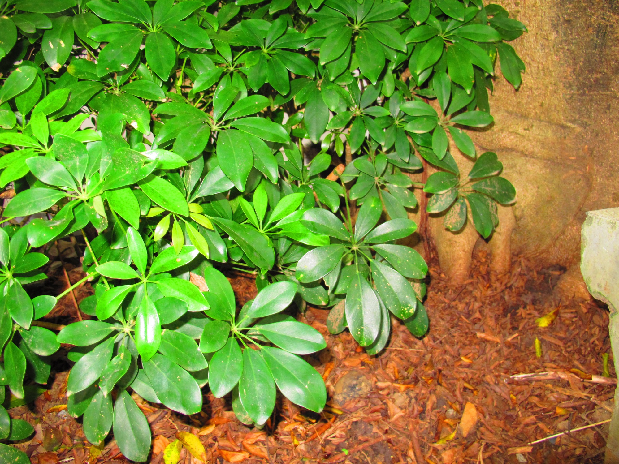 關於[意外] 22/60 #1123