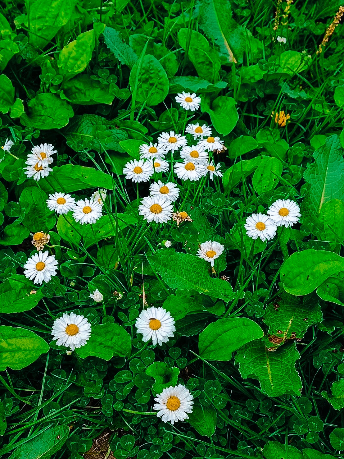 夢想從釋放開始：不是更努力，而是更真實