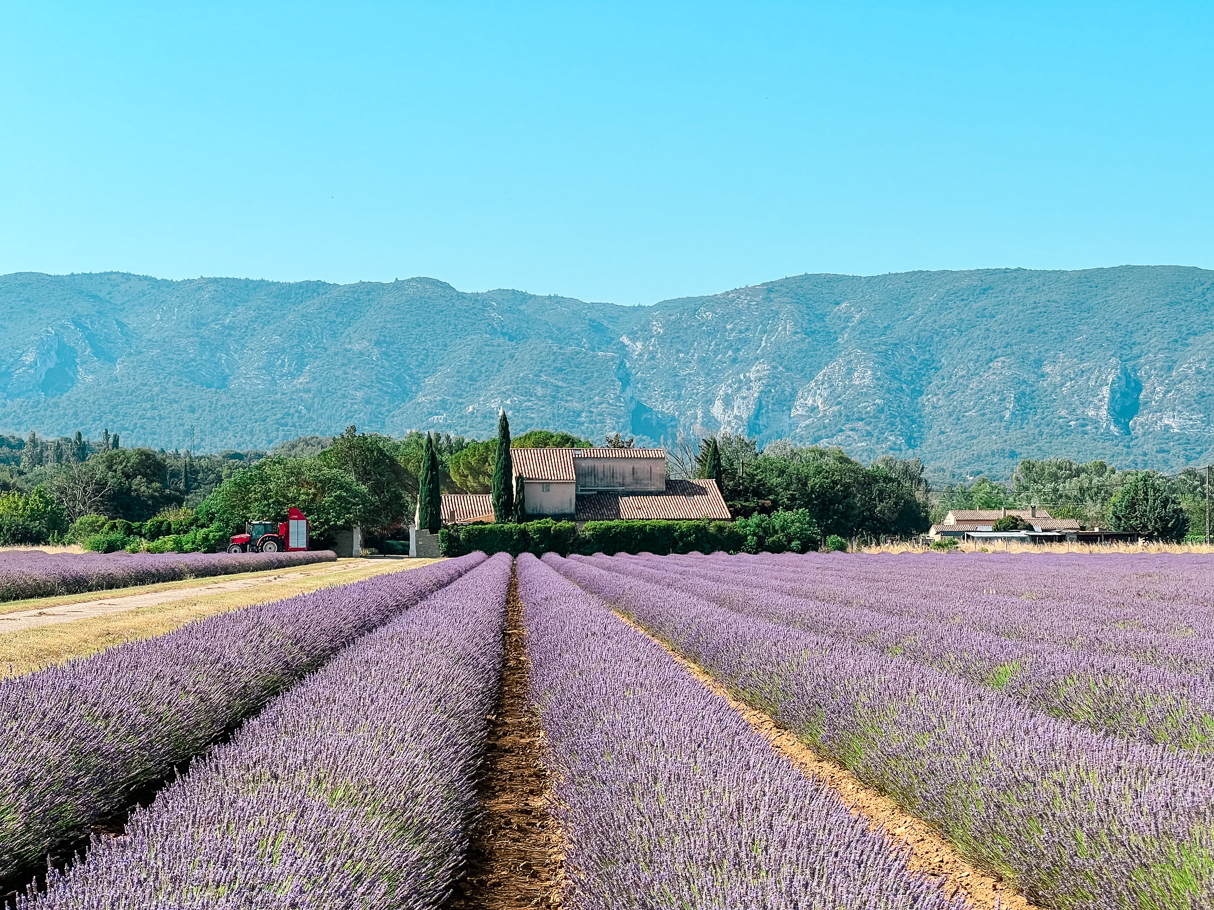 擦肩而過的善意：薰衣草田或紅土城