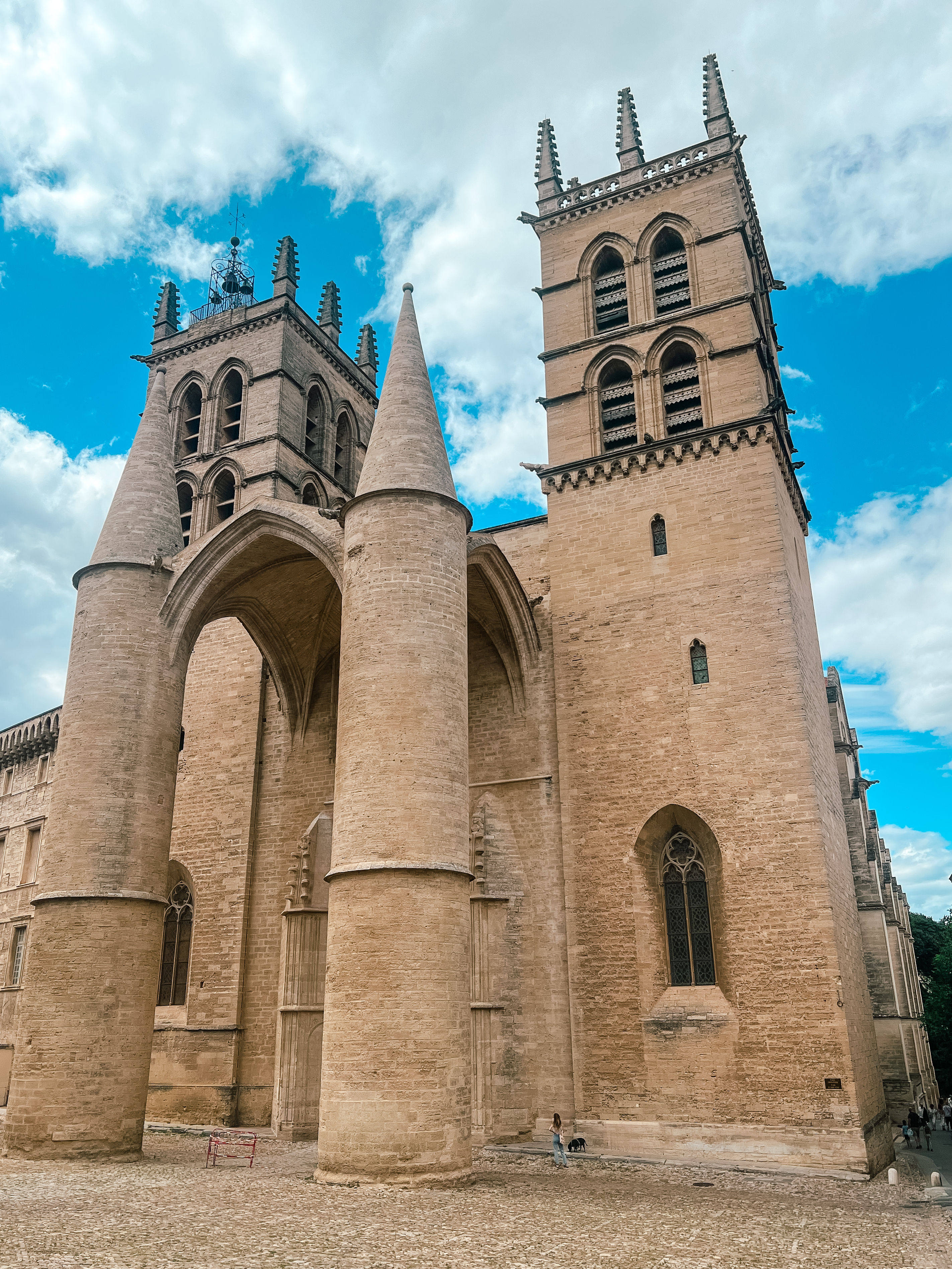 讀一本書，等一朵花開：蒙佩利爾