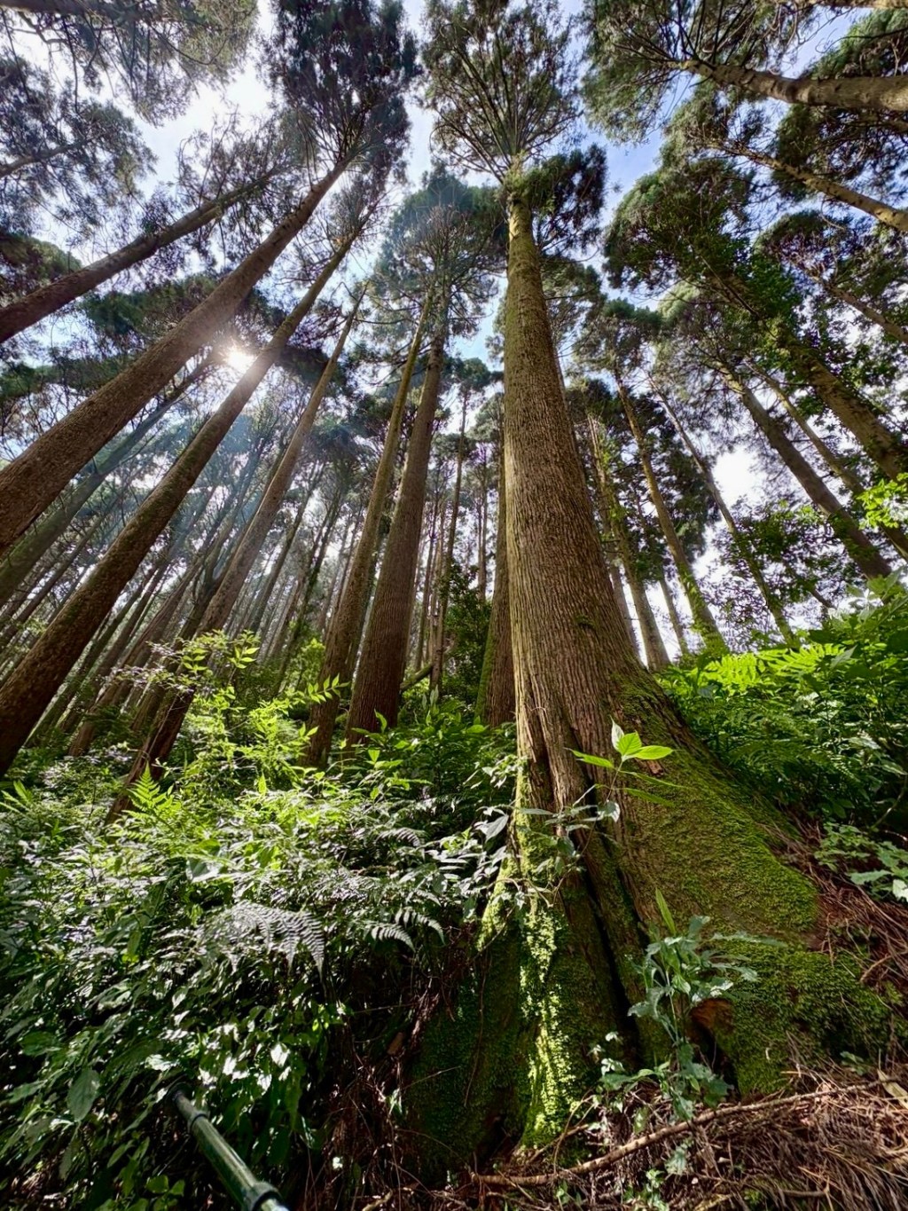 內在羅盤與放鬆的練習-Day340