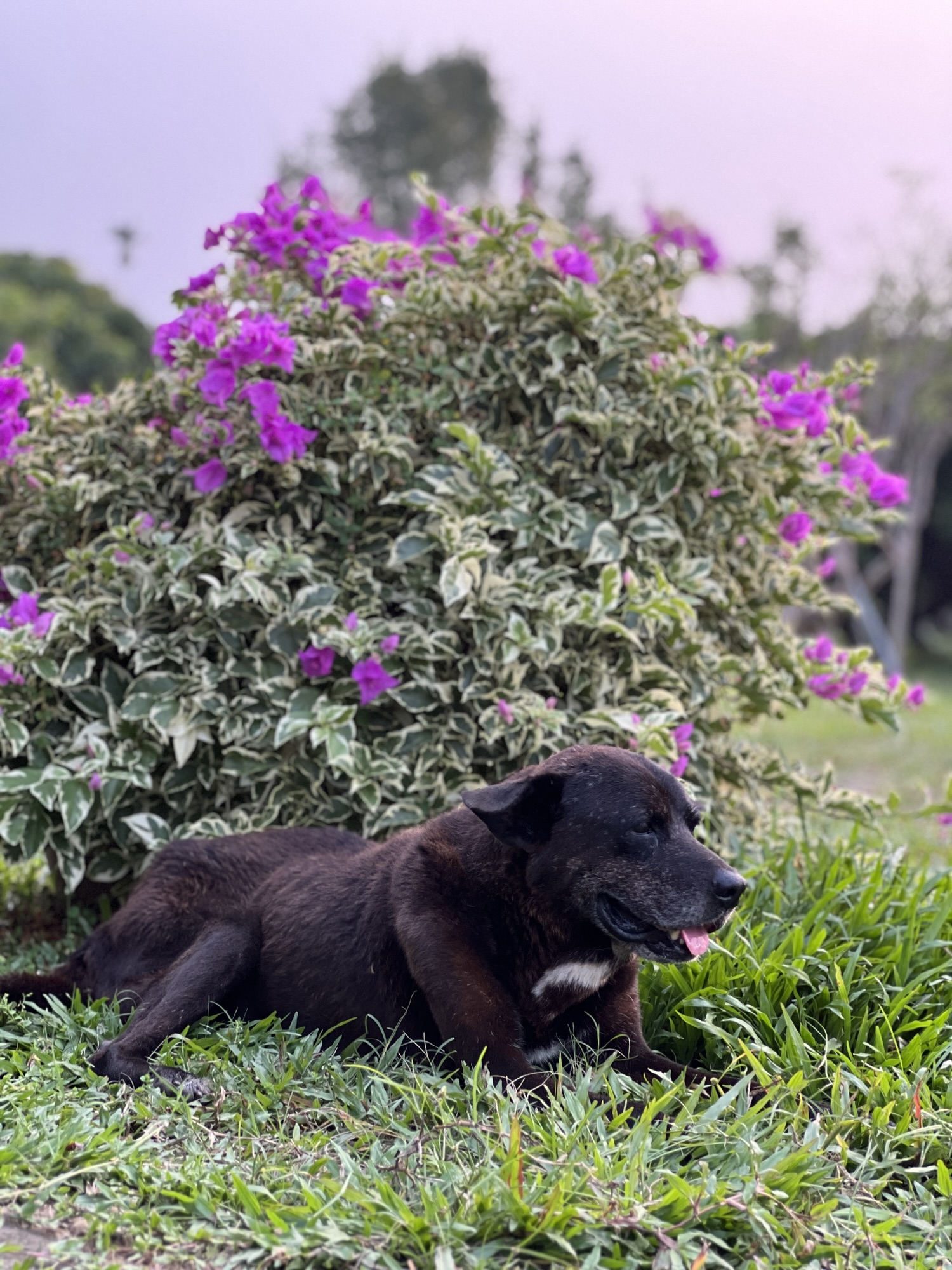 在大自然裡,重新呼吸-Day334