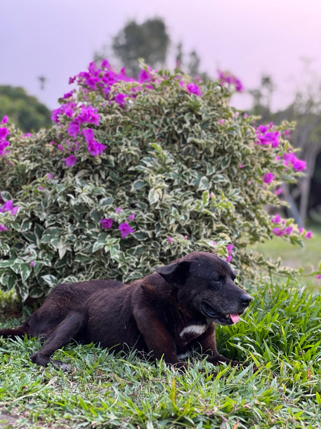 在大自然裡,重新呼吸-Day334